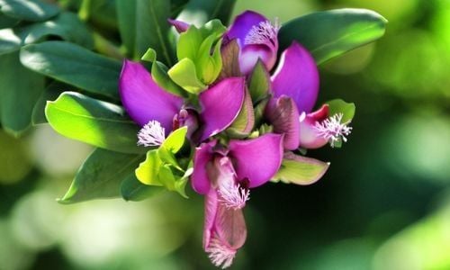 Poligala Çiçeği Satışı