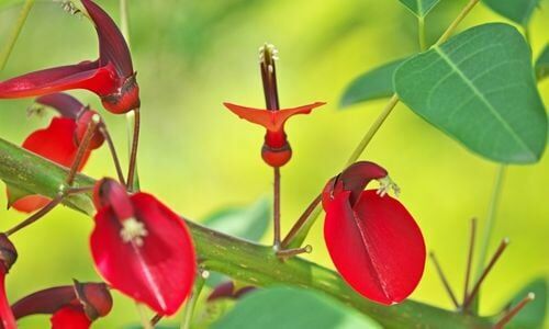 Arap Dudağı Çiçeği Özellikleri