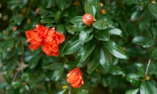 Süs Narı Çiçeği Fidan Bakımı