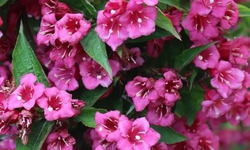 Vangelya Çiçeği Nasıl Budama Yapılır?