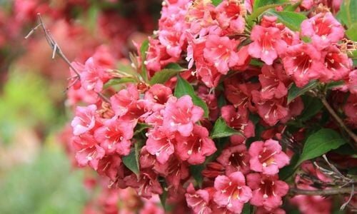 Vangelya Çiçeği Nereden Alınır?