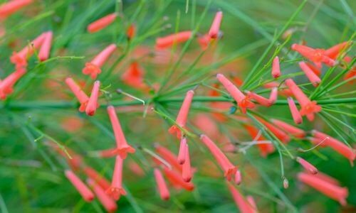 Mercan Çiçeği Satanlar