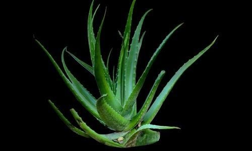 Aloe Vera Bitkisi Bakımı