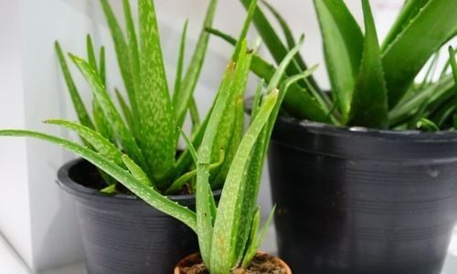 Aloe Vera Bitkisi Özellikleri