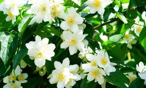 Filbahri Çiçeği Özellikleri