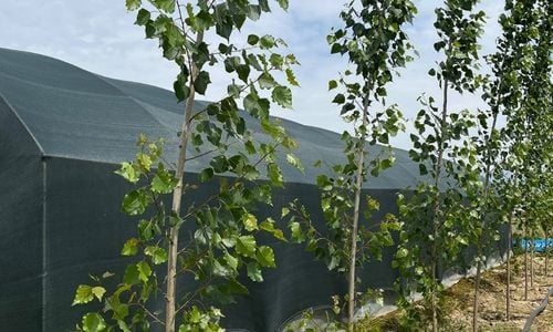 Kanada Kavağı Nasıl Dikilir?