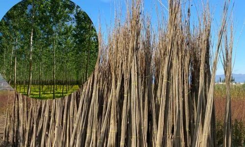 Kanada Kavağı Satanlar