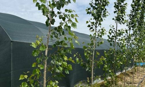 Kanada Kavağı Fidanı Bakımı