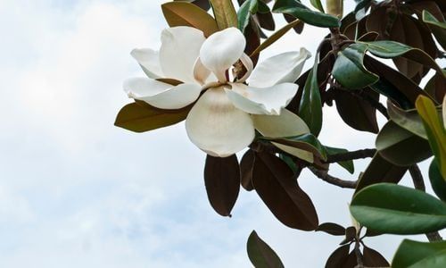 Manolya Ağacı Bakımı