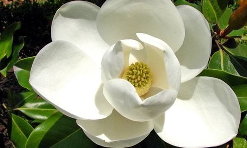 Manolya Ağacı Fidanı Satışı