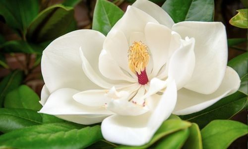 Manolya Ağacı Özellikleri