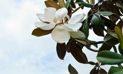 Manolya Fidanı Nasıl Budama Yapılır?