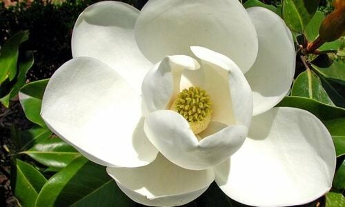 Manolya Fidanı Ne Zaman Dikilir?