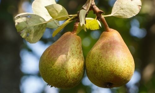 Armut Fidanı Ne Zaman Dikilir?