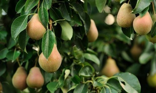 Armut Fidanı Yetiştiriciliği