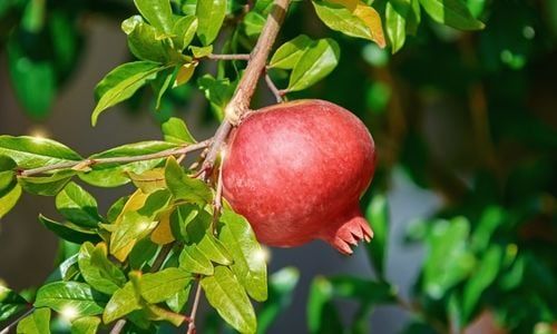 Çekirdeksiz Nar Fidanı Çeşitleri