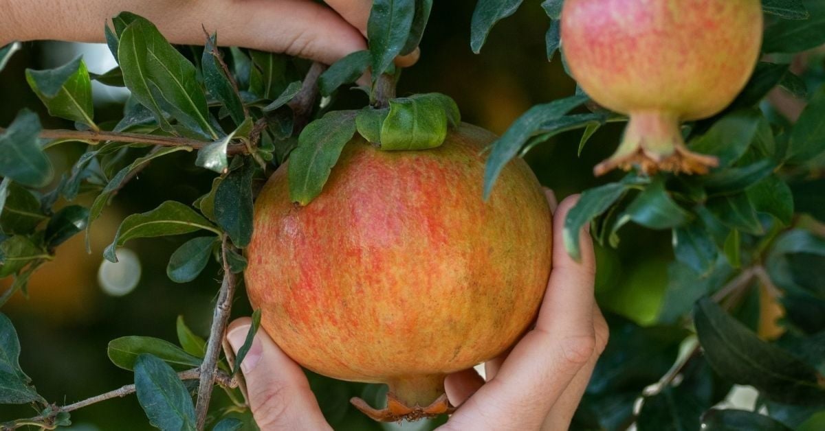 Çekirdeksiz Nar Fidanı Özellikleri