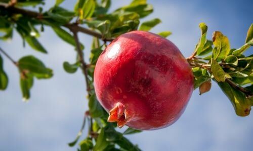 Çekirdeksiz Nar Fidanı Satışı