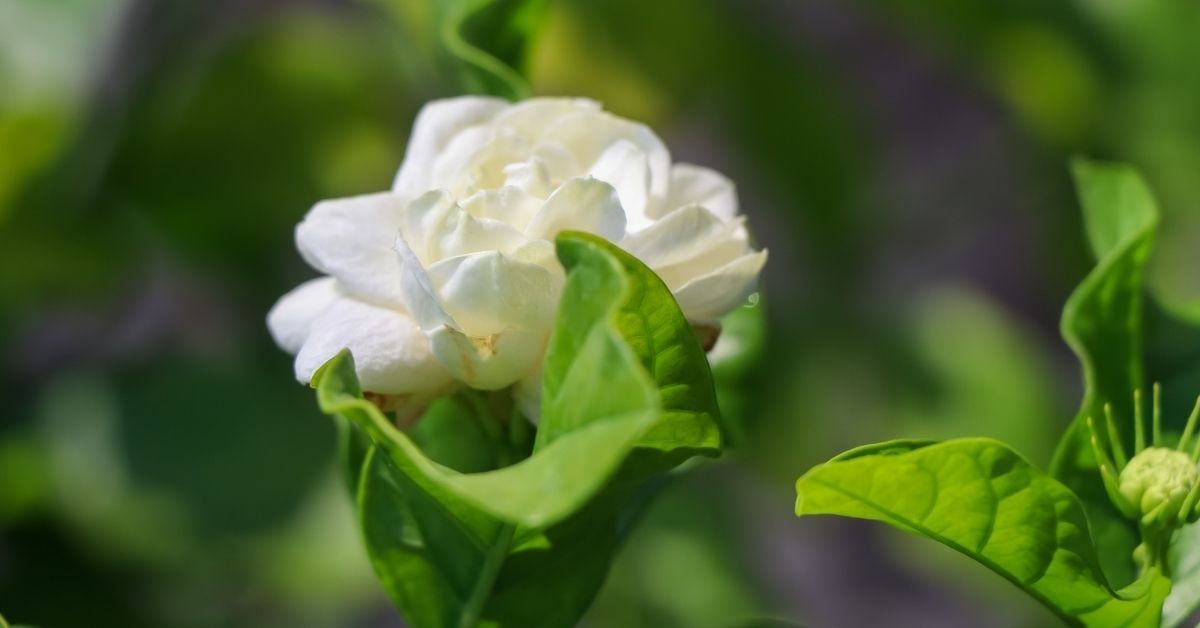 Ful Yasemin Ne Zaman Dikilir?