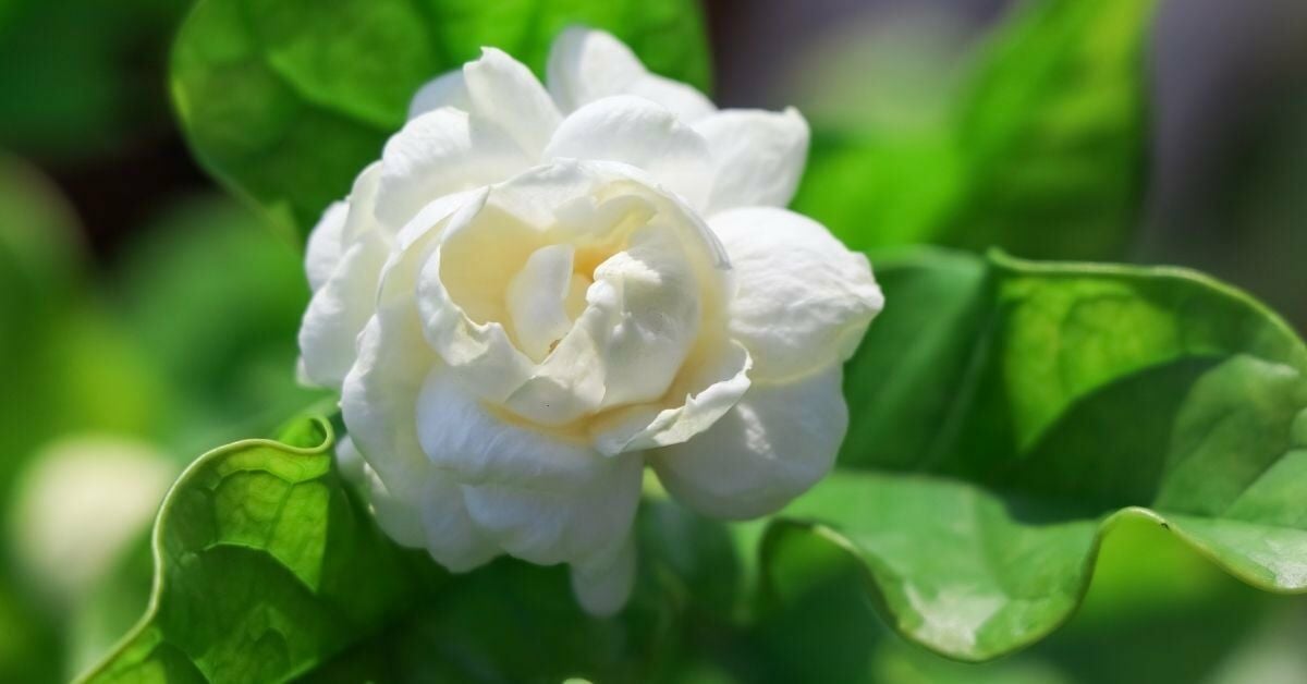 Ful Yasemin Çiçeği Yetiştiriciliği