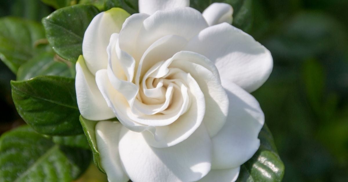 Gardenya Çiçeği Bakımı