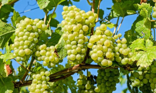 Mevlana Üzüm Fidanı Satışı