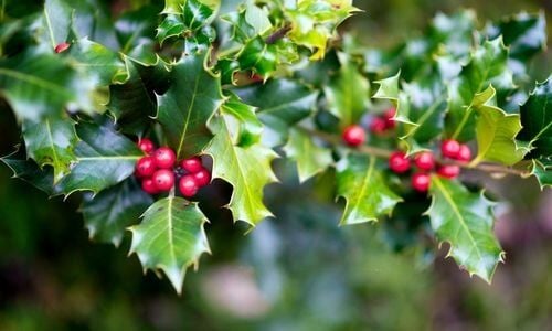 Çoban Püskülü Fidanı Özellikleri