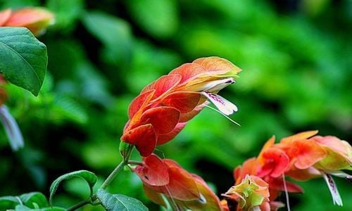 Karides Çiçeği Özellikleri