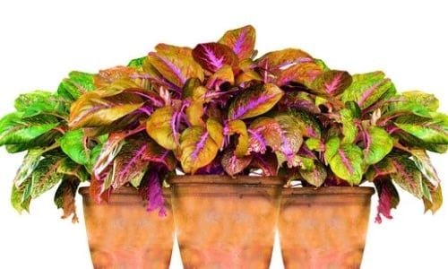 Aglaonema Çiçeği Bakımı 