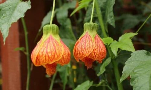 Ağaç Küpelisi Özellikleri