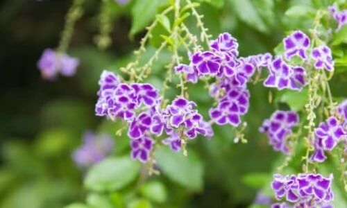 Ağaç Menekşesi Çiçeği Bakımı