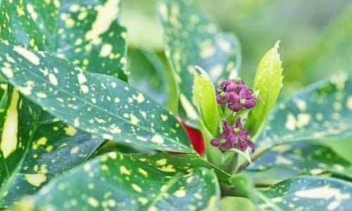 Akuba Çiçeği Bakımı