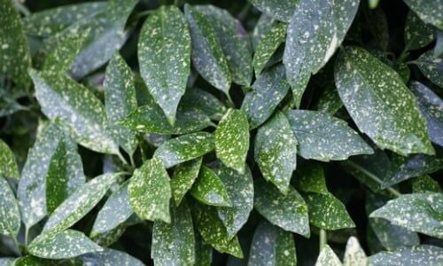 Akuba Çiçeği Özellikleri