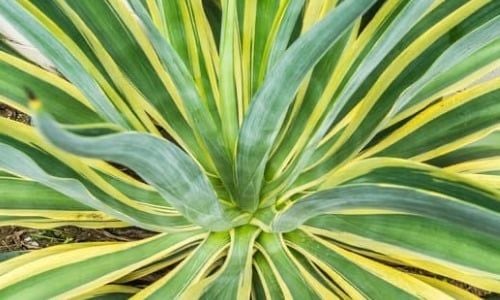 Alacalı Agave Bitkisi Özellikleri