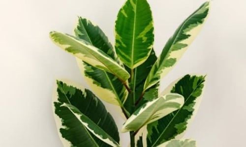 Alacalı Kauçuk Bakımı