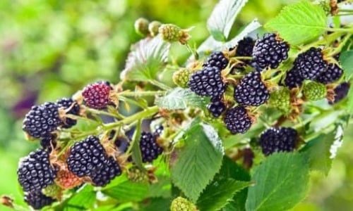 Böğürtlen Fidanı Yetiştiriciliği