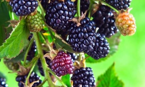 Brazos Böğürtlen Fidanı Bakımı 