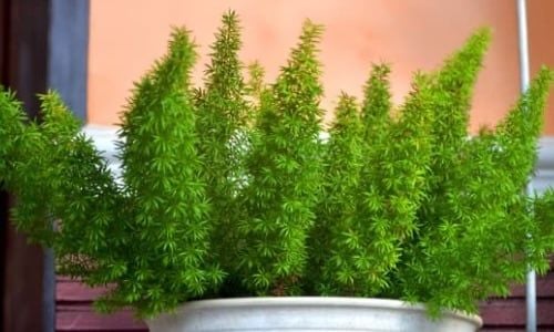 Tilki Kuyruğu Çiçeği Bakımı