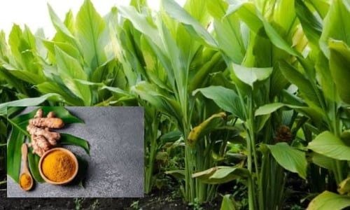 Zerdeçal Fidanı Özellikleri 