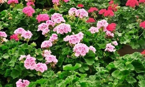 Sardunya Çiçeği Bakımı