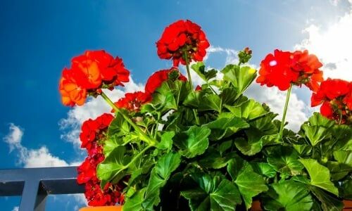 Sardunya Çiçeği Özellikleri