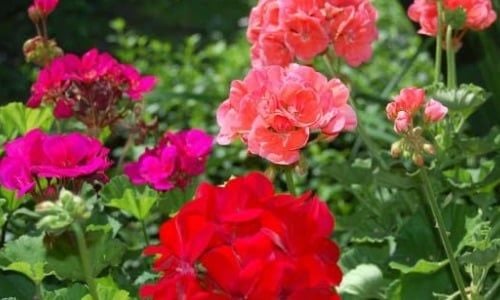 Sardunya Çiçeği Satışı