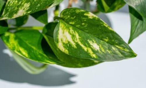 Pathos Sarmaşığı Özellikleri