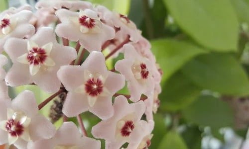 Mum Çiçeği Bakımı