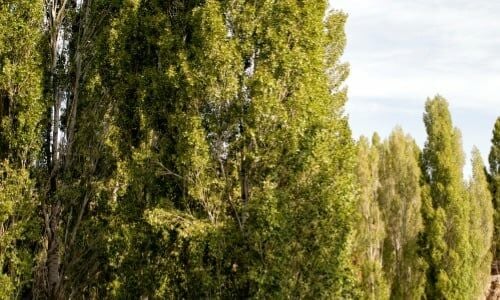 Anadolu Kavak Fidanı Bakımı