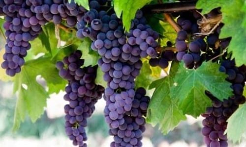 Üzüm Asması Ne Zaman Dikilir?