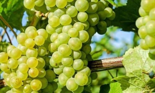 Üzüm Asması Yetiştiriciliği