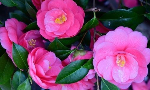 Kamelya Çiçeği Bakımı