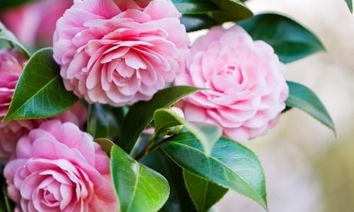 Kamelya Çiçeği Özellikleri