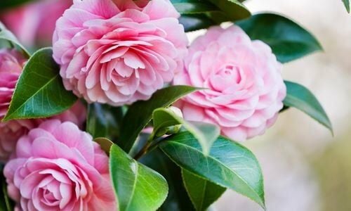 Kamelya Fidanı Satan Yerler